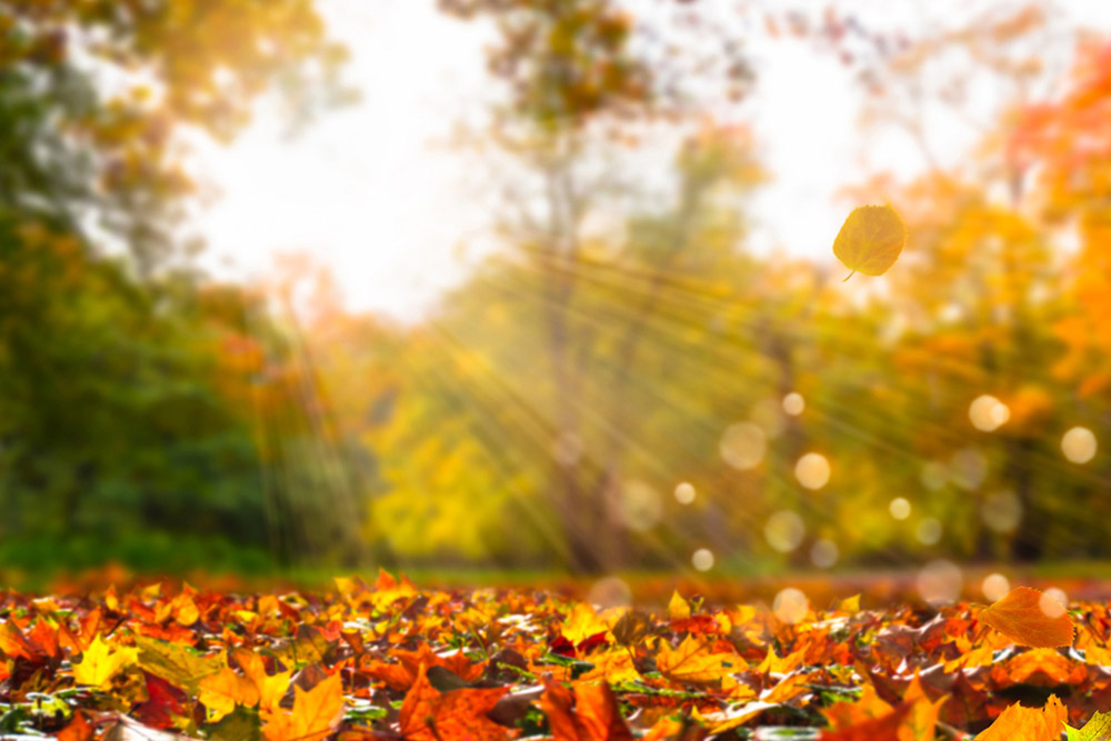 2018’s List of Fall Activities You Don’t Want to Miss